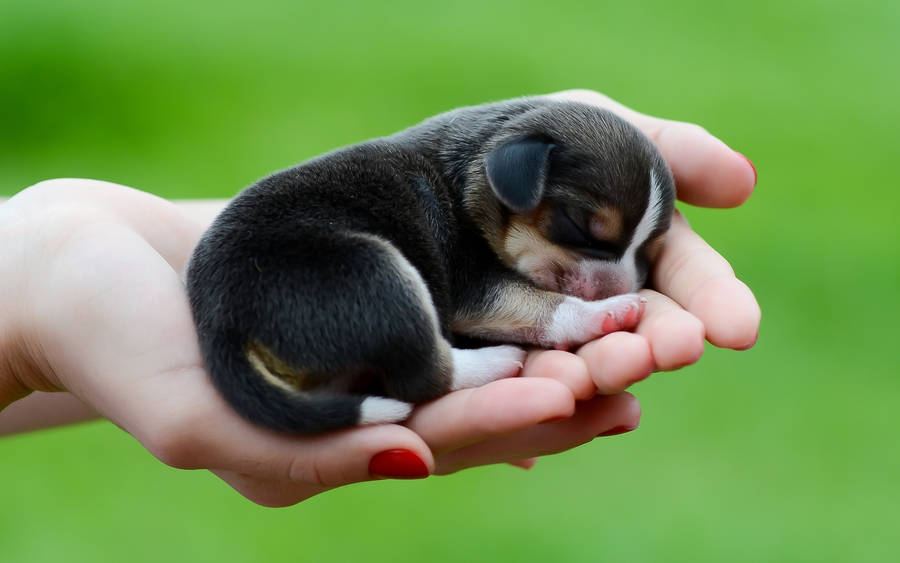 Newborn dog in hands wallpaper.