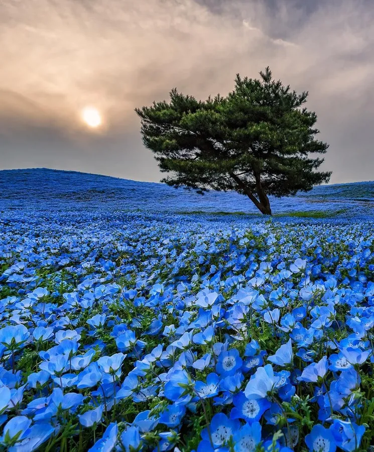 Flower pictures