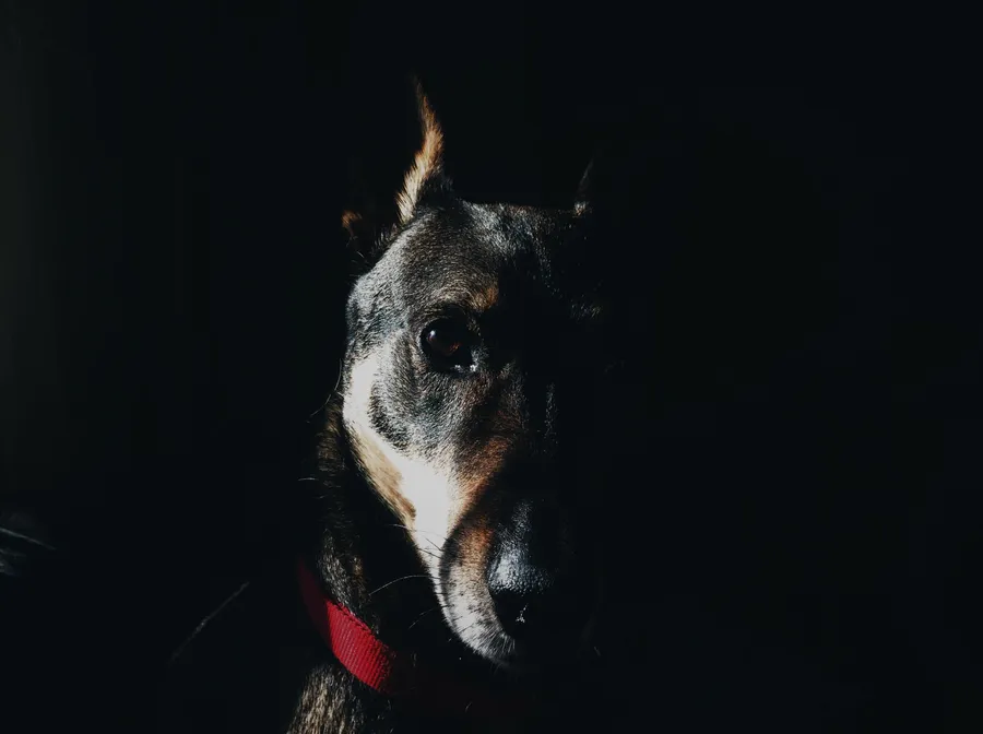 Doberman