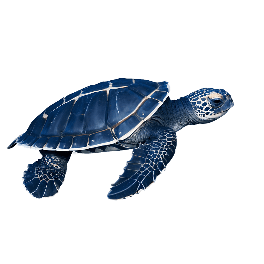 Leatherback Turtle Endangered Species PNG iny56