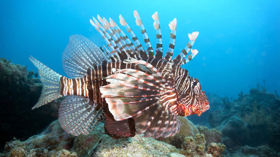 Pesce Leone Rosso in Scena Sottomarina