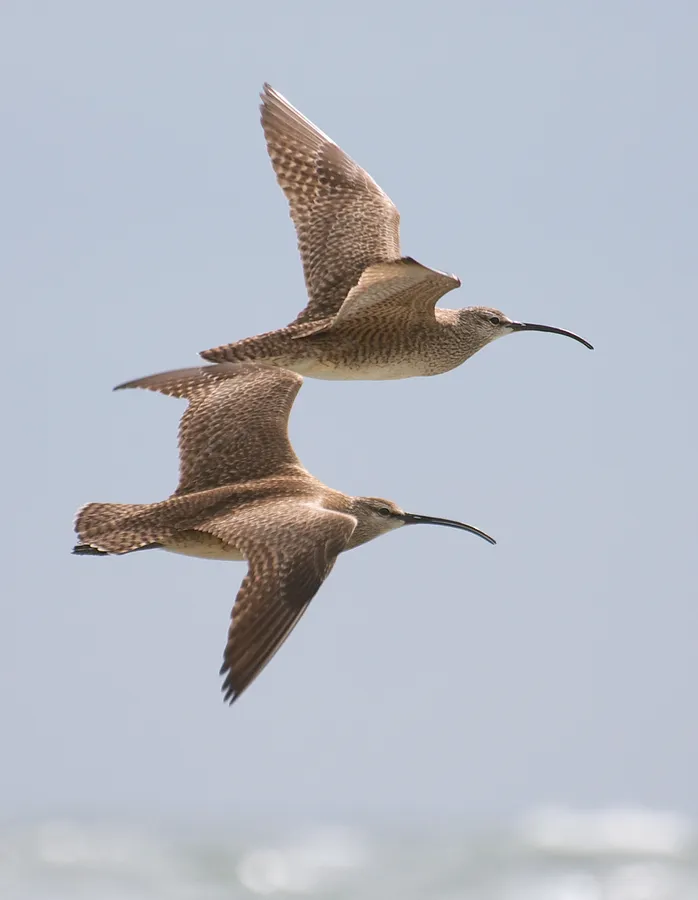 Whimbrelsin Flight