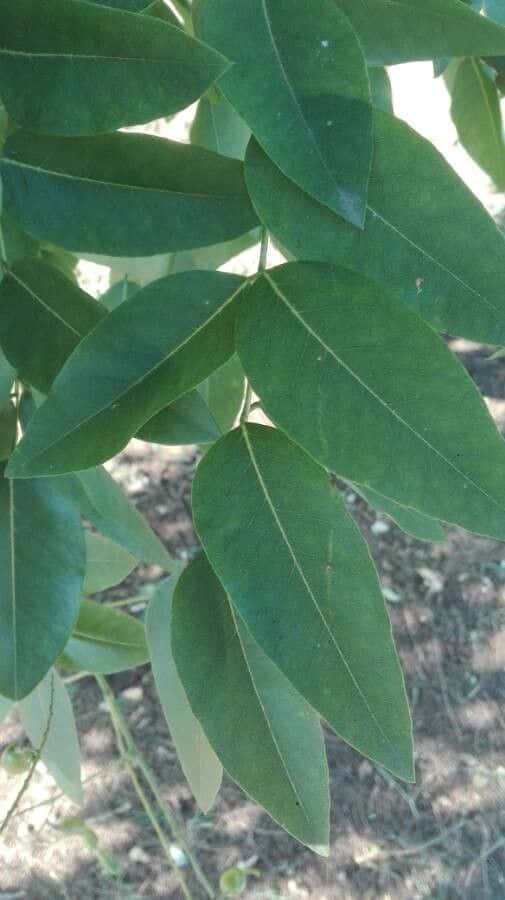 Unavista pittoresca di un albero di Robinia nera
