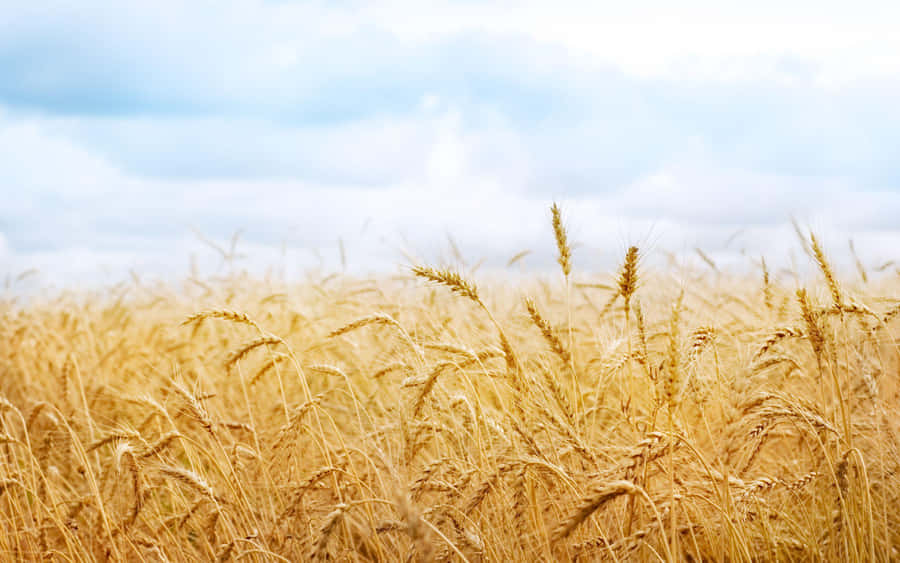 Campo de Trigo Dourado Sob Céu Nublado