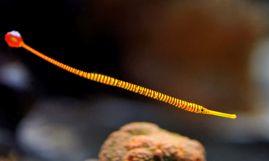 Um Espetáculo Subaquático: Peixe-Pipe Colorido em seu Habitat Natural
