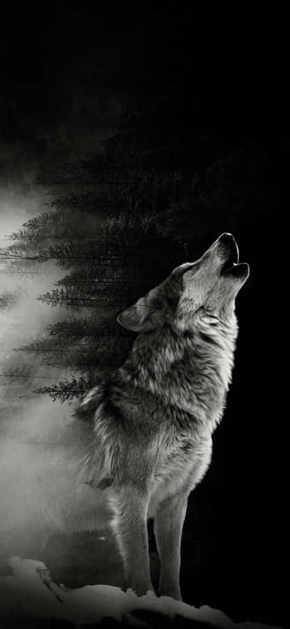 Epische Wölfe Bild Wallpaper