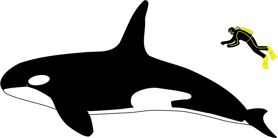 Orcaand Diver Illustration