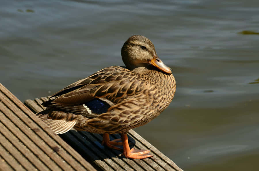 Pato Mula em Cais de Madeira