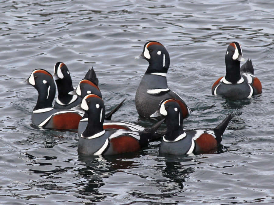 Bando de Patos Harlequin na Água