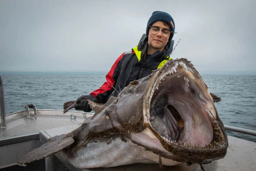 Penangkapan Ikan Monkfish Raksasa dengan Nelayan