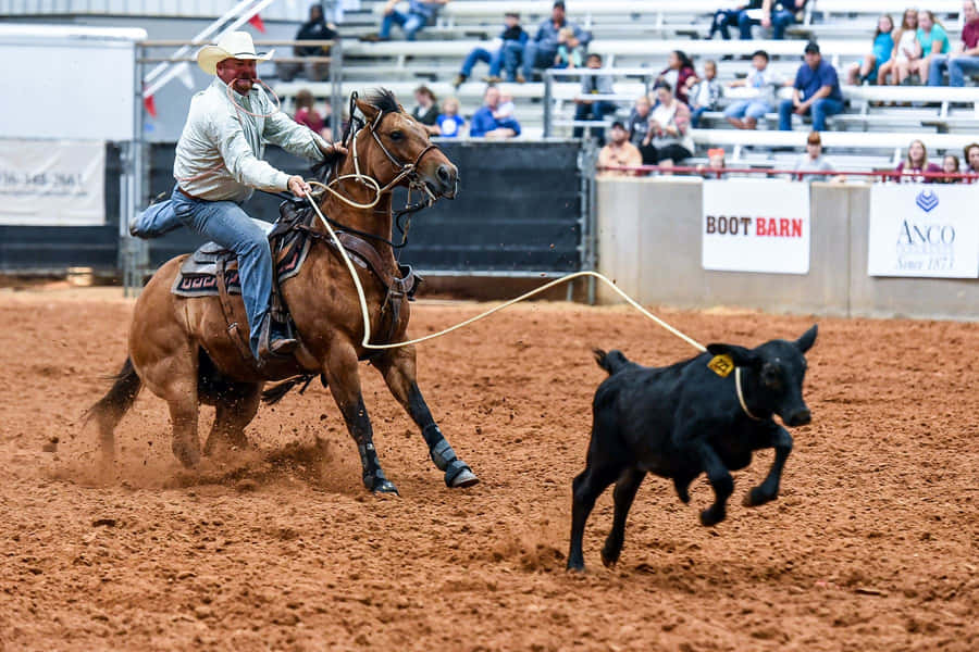 Cowboyprofissional laçando um touro