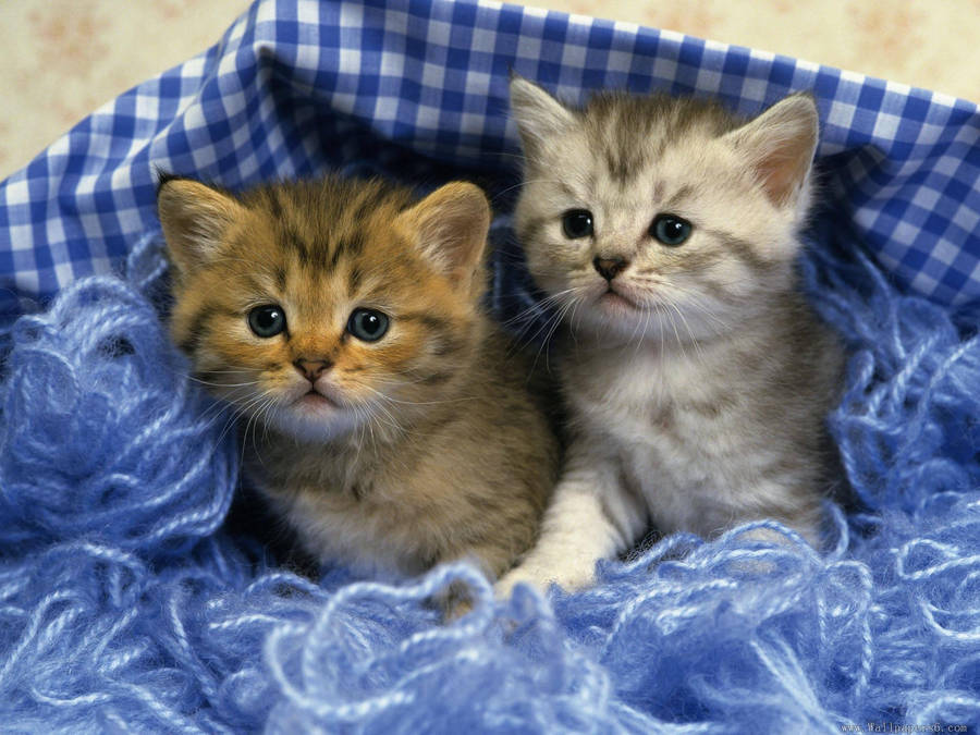 Gatti e Gattini Carini in Agguato