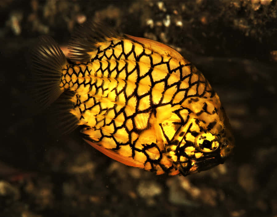 Pesce Ananas nel suo Habitat Naturale