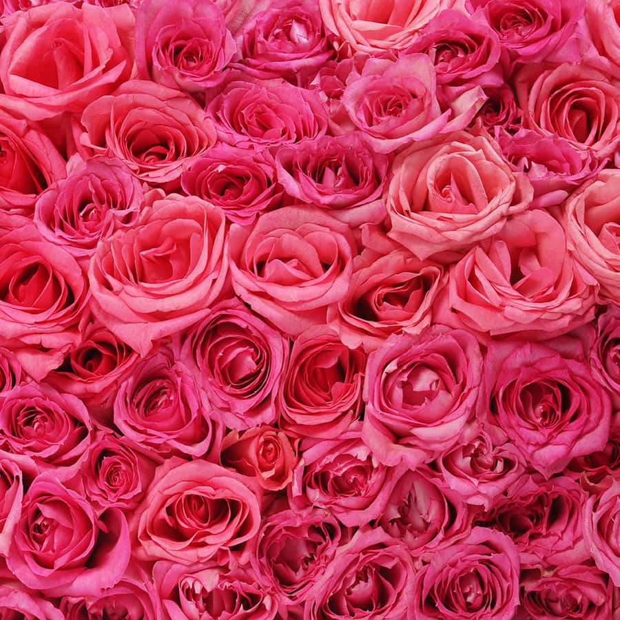 Bouquet di Rose Rosa Vivace in Primo Piano