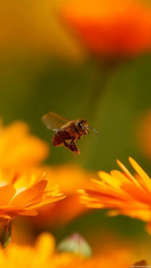 Bee Iphone