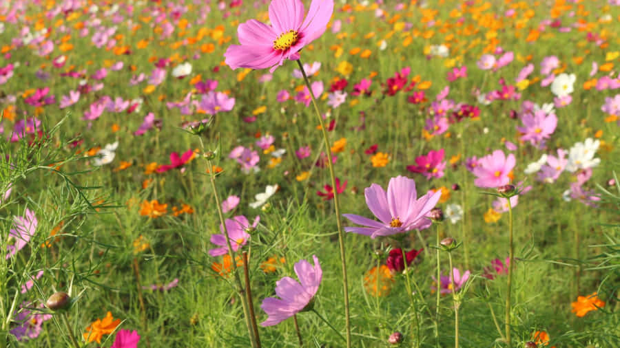 Bildeiner Wildblumenwiese im Frühling.