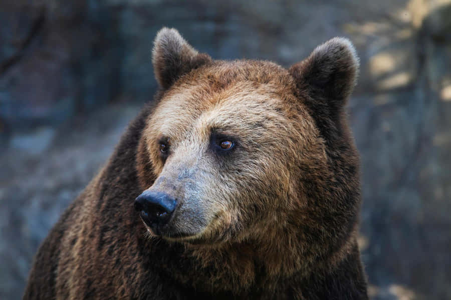 Einbrauner Bär starrt in die Kamera.