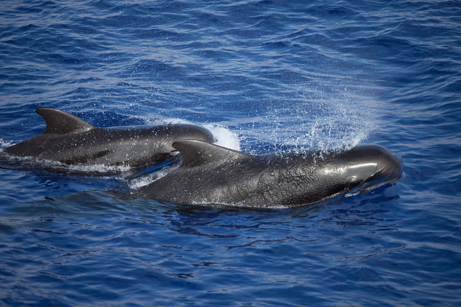 Balene pilota che scivolano attraverso acque blu