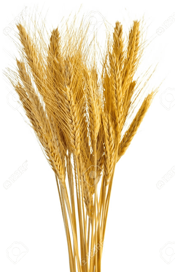 Golden Wheat Bundle