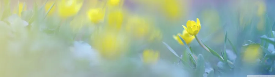 Spring Dual Screen