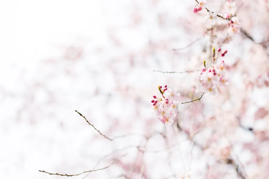 Sakura Background