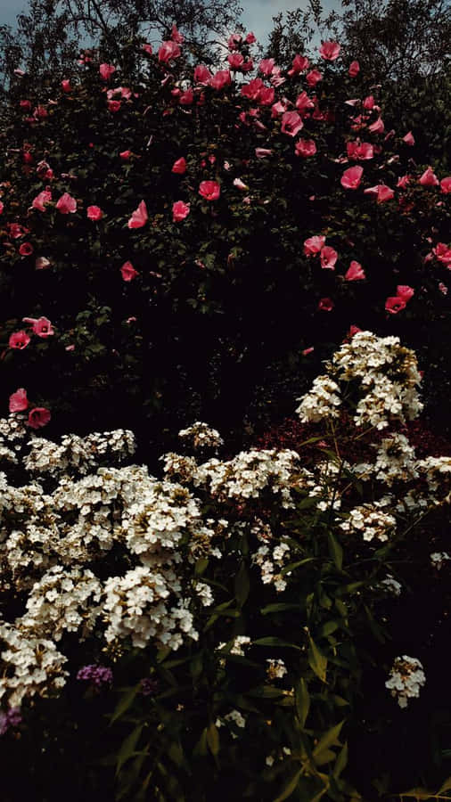 IndieBlume [Hintergrundbild]