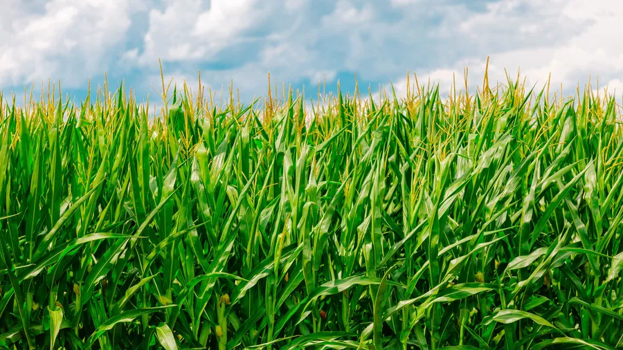 Cool Farming