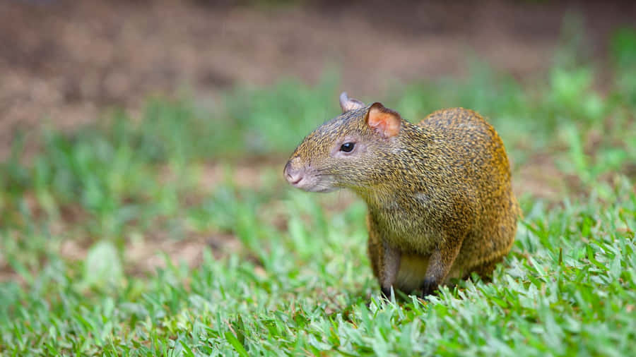 Agouti Centroamericano nell'Erba