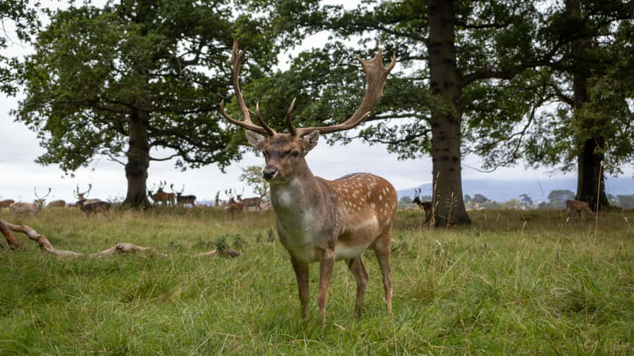 Baggrunden viser et maleri af en smuk landskabsudsigt.
