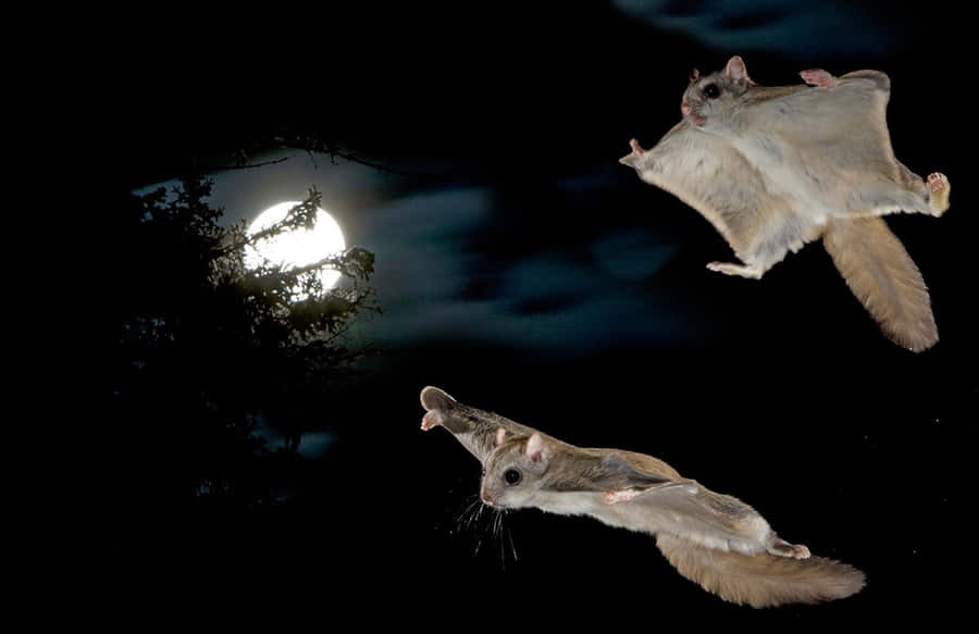 Svæv højt gennem træerne med flyvende egern wallpaper.