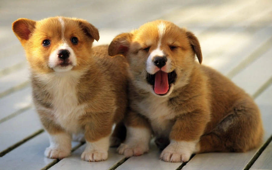 GoldenerWelsh Corgi Welpen Desktop-Hintergrund