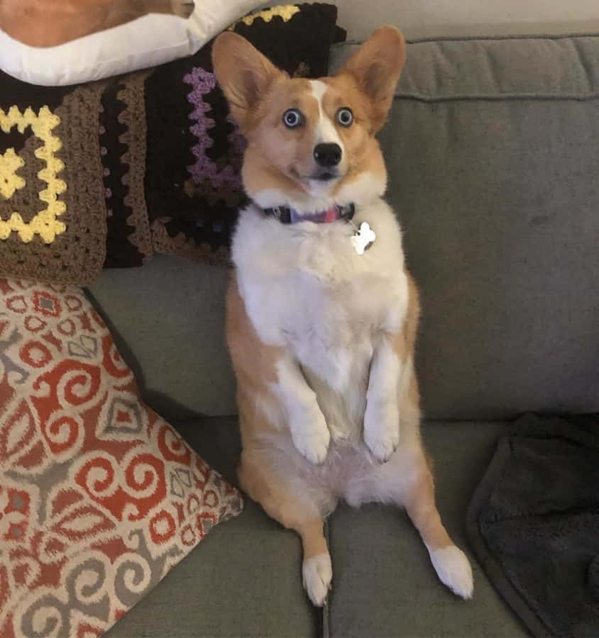 EinCorgi mit einem freudigen Ausdruck.