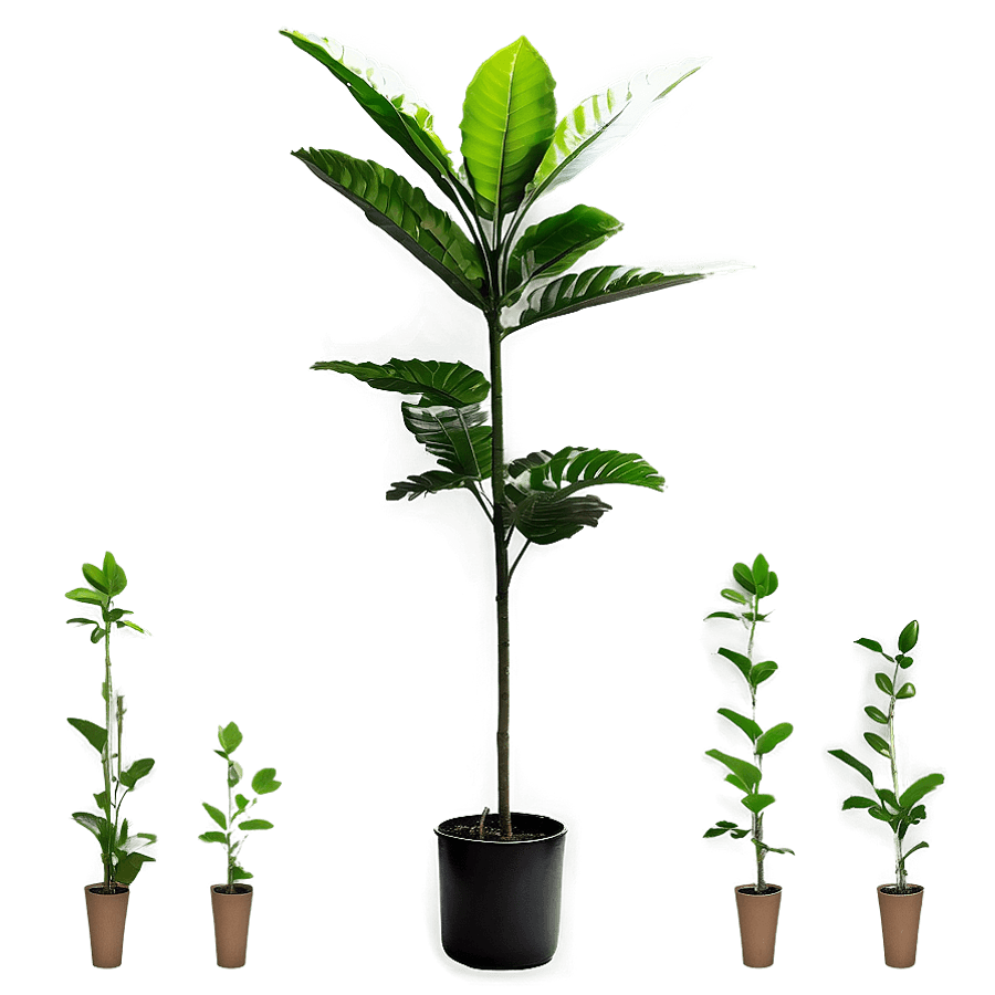 Tall Plant in Natural Light PNG 23