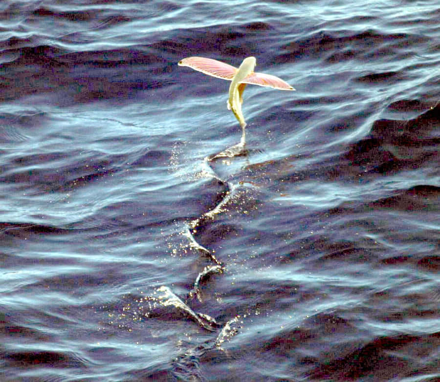 Pesce Volante che Scivola sull'Acqua