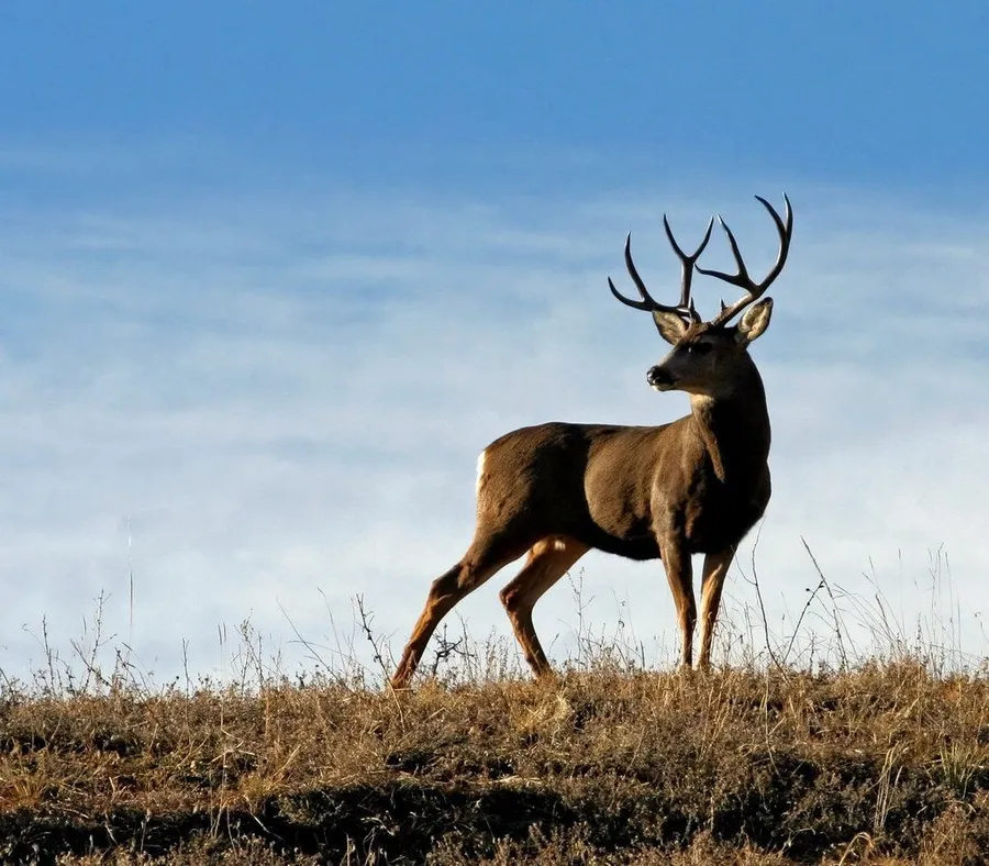 Buck
