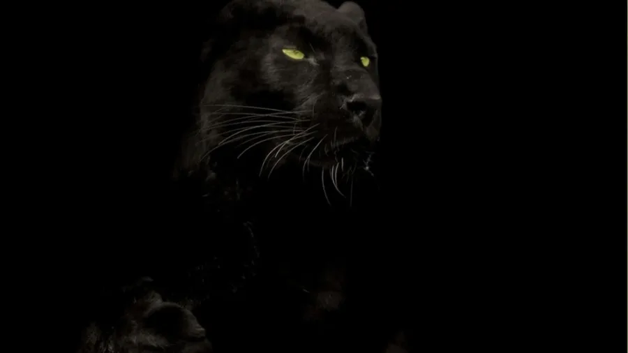 Dark Animals