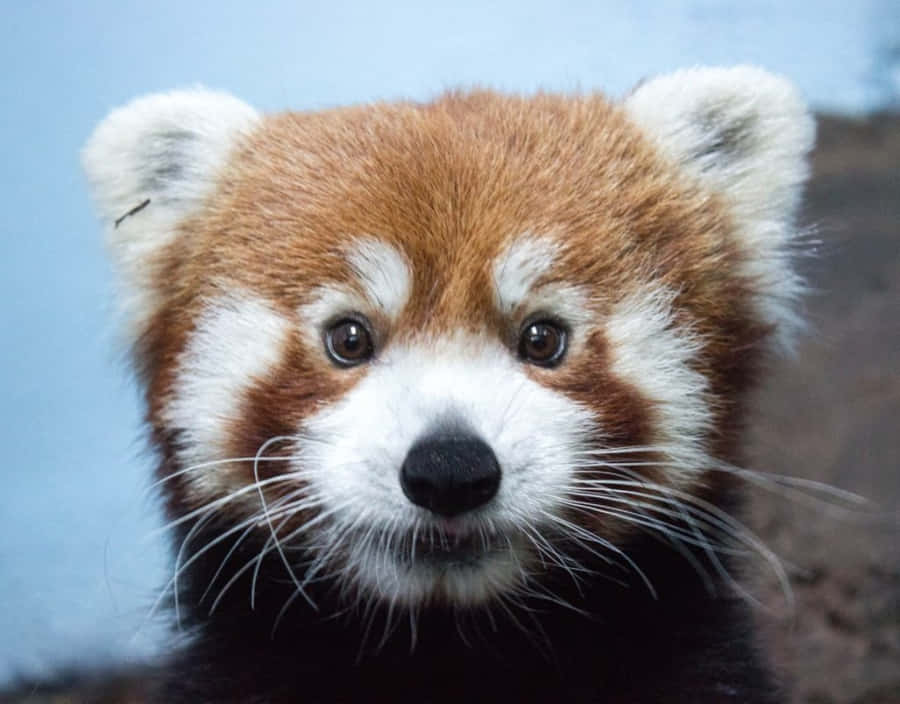 "Unamaestosa giraffa osserva il suo splendido recinto allo zoo."