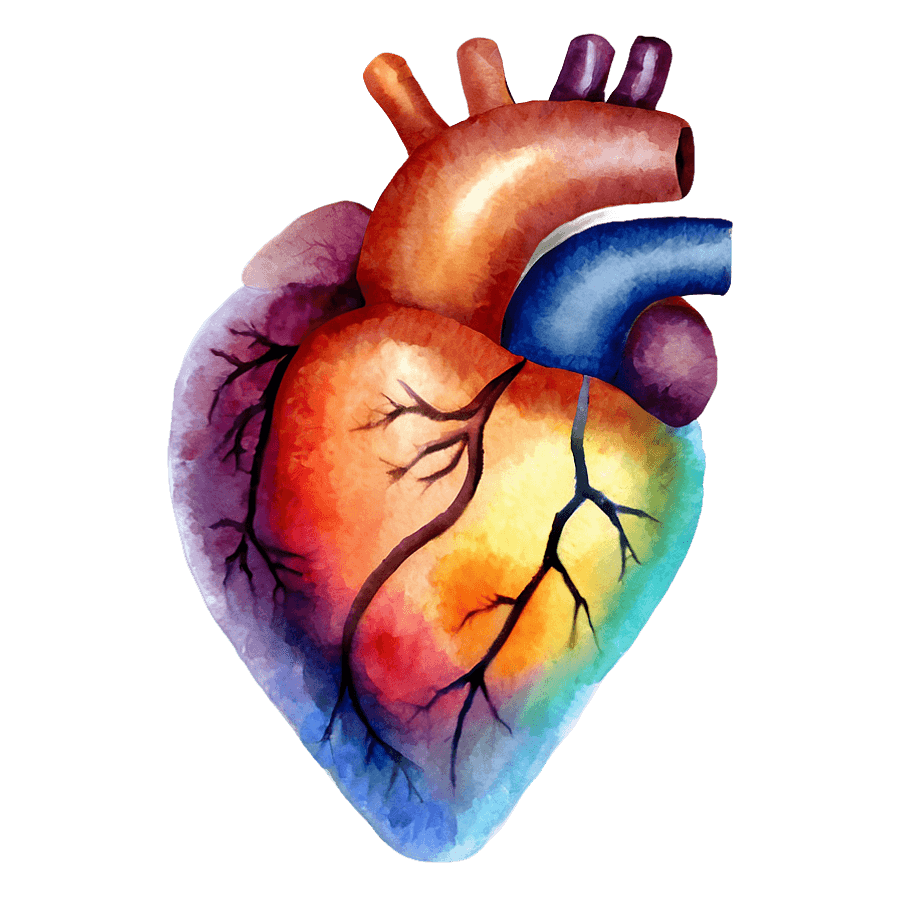Watercolor Human Heart PNG 05252024