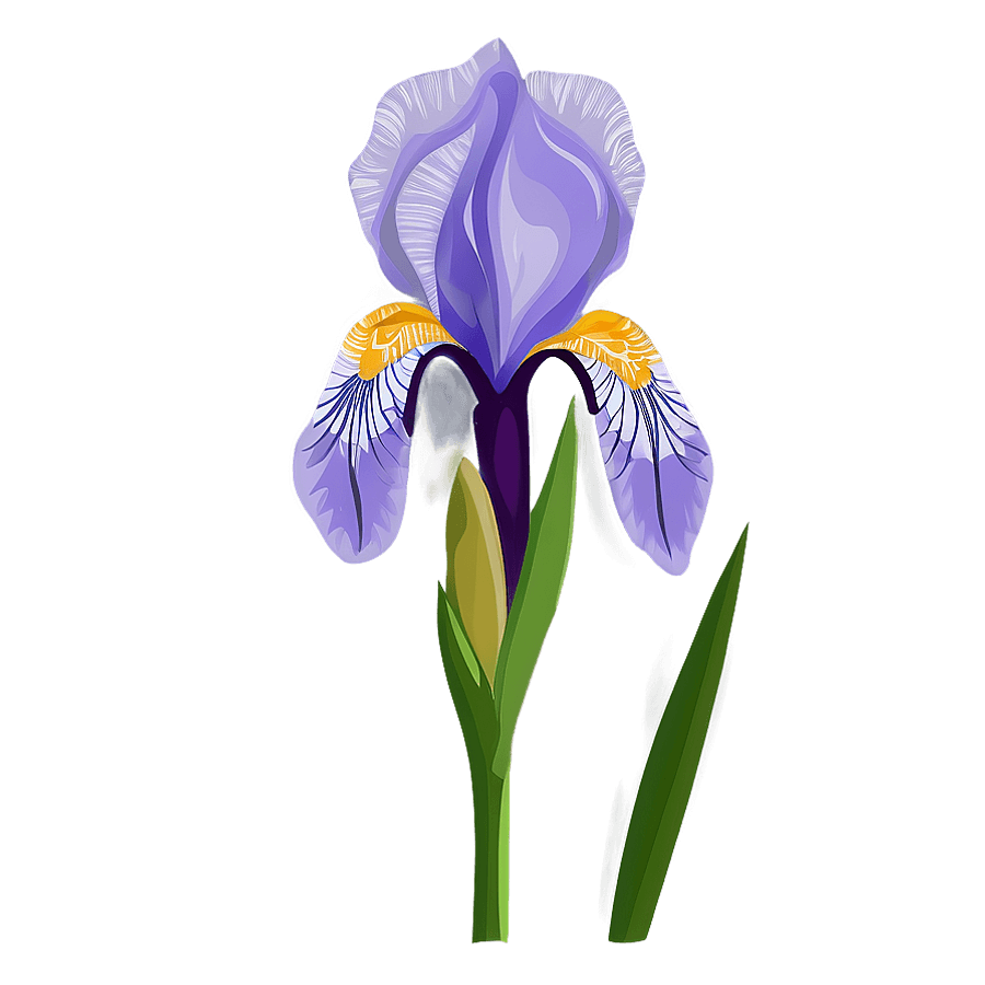 Iris Flower Illustration PNG 06112024