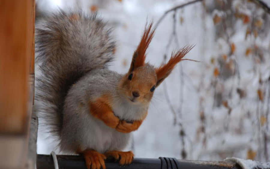 WinterTier 1920 x 1200 Hintergrundbild