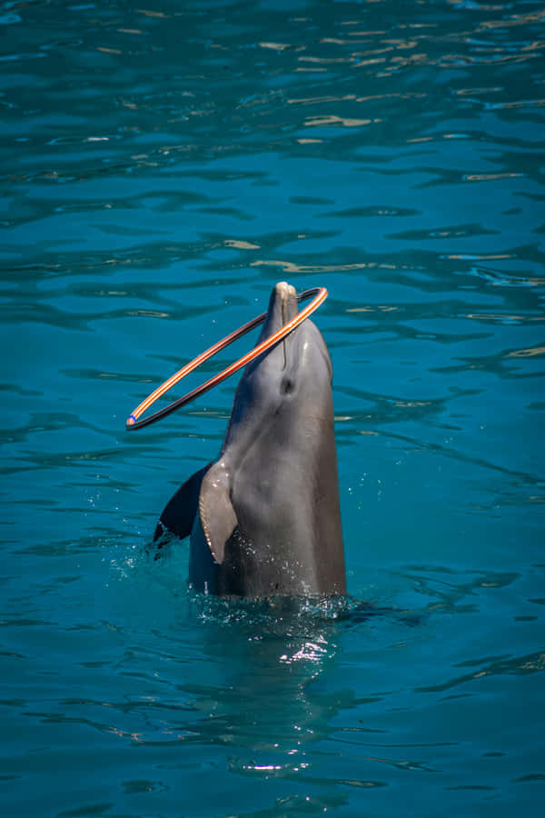 Delfino che Ruota un Cerchio nelle Acque Blu