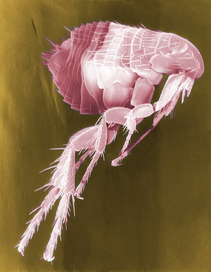 Flea pictures