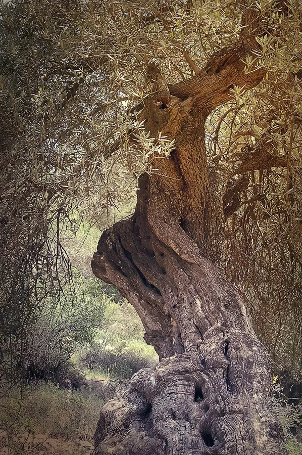 Olive Tree