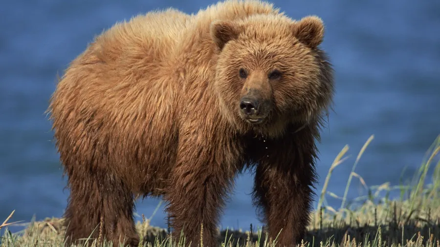 Bear Background