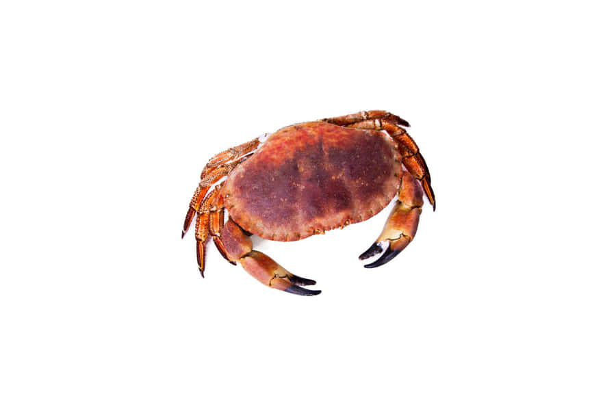 Granchio Marrone Isolato su Sfondo Bianco