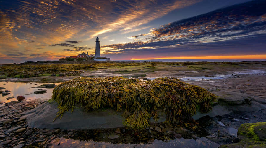 Sonnenuntergang Seetang und Leuchtturm.jpg