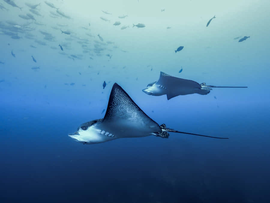Raia Águia Deslizando pelas Profundezas do Oceano