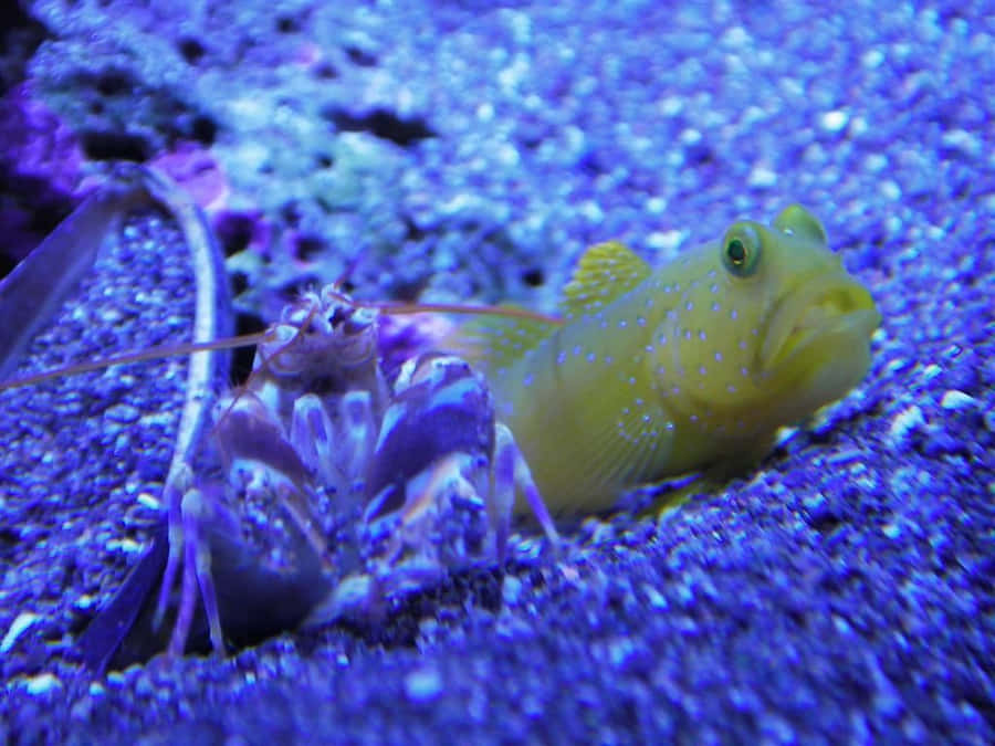 Gambero Pistolero con Pesce Goby