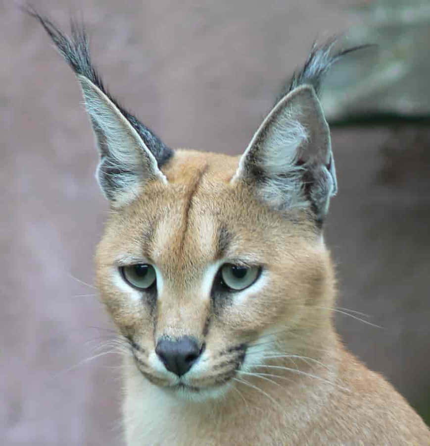 Wüstenlynx966 x 1000 Hintergrundbild