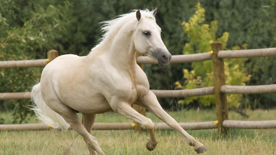Smukke Horse Billeder 1920 x 1080